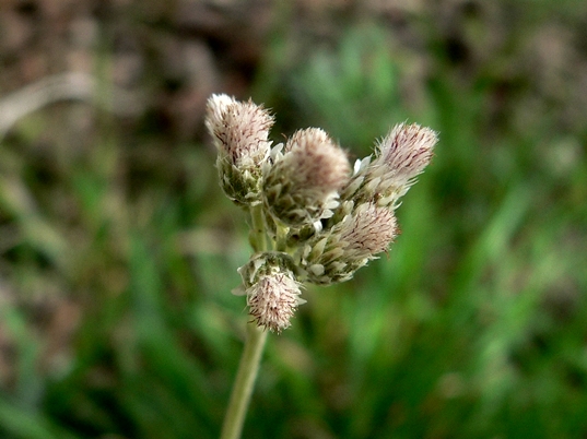 {Antennaria plantaginifolia}